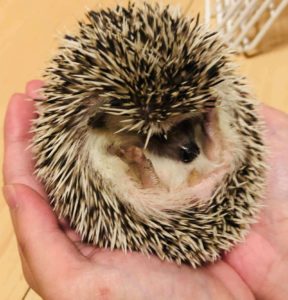 警戒して体を丸めているハリネズミ