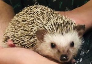 飼い主の膝の上で落ち着いているハリネズミ