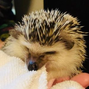 実際に飼育していたハリネズミの針山くん